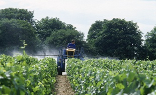 Illustration d'un épandage de pesticide dans une vigne.