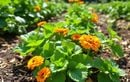 Semez dès mi-juillet ces plantes alliées pour protéger naturellement vos cultures estivales des pucerons au potager