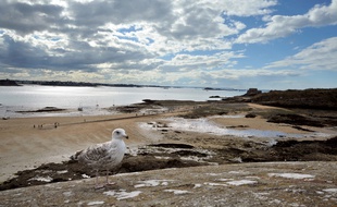 Une mouette à Saint-Malo en 2013.