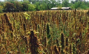 Environ 500 hectares de chanvre sont cultivés en Nouvelle Aquitaine.