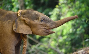Une éléphante d'Asie (photo d'illustration)