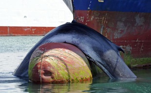 Une baleine retrouvée morte au port de Marseille le 2 juin 2012, après une collision avec un bateau