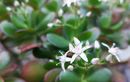 Cette petite plante placée au bon endroit promet chance et prospérité dans la maison