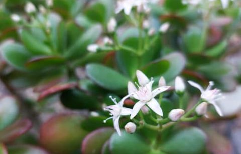 Cette petite plante placée au bon endroit promet chance et prospérité dans la maison