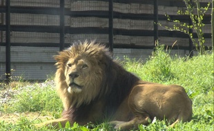 Le lion Néro du zoo de Vincennes.
