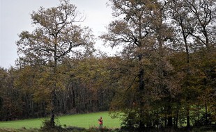 Un chasseur a tué une ourse qui venait de l'attaquer, en Ariège