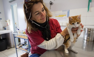 Le chaton Oscar en consultation à la SPA de Marseille en février 2014 (photo d'illustration)