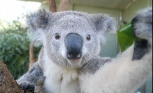 Un koala réalise un selfie