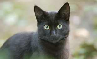 Illustration d'un chat.