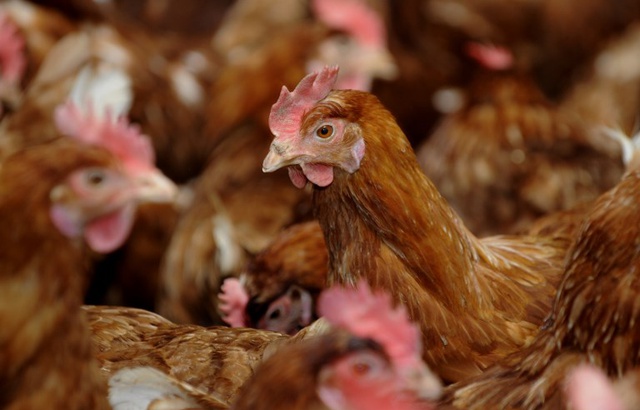 Des poules se rebellent et tuent un renard à coups de bec 640x410_elevage-poules-illustration