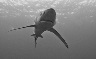 Atlantic White Shark Conservancy a appelé les citoyens à les avertir dans le cas où ils rencontreraient d'autres requins gelé et échoués sur la plage à cause du froid.