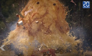 Schwarzy fait exploser un plat de spaghetti - Le Rewind (vidéo)