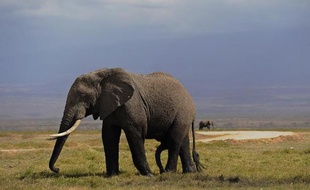 Un éléphant dans le parc Amboseli au Kenya, en octobre 2013