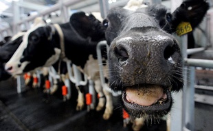 L'abattoir de Bourganeuf, dans la Creuse, se veut à la pointe du bien-être animal.