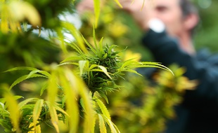 Marseille le 21 octobre 2012 - Illustration sur la culture du cannabis