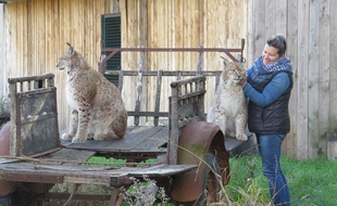 Les lynx