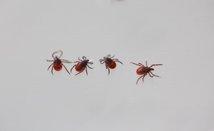 Ixodes Ricinus nom scientifique de la tique, insecte transmettant la maladie de Lyme.