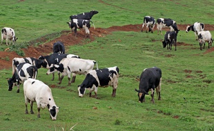 Des vaches, illustration
