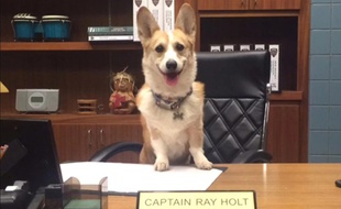Cheddar, le chien de la série «Brooklyn Nine-Nine», est mort