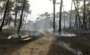 L'incendie a détruit 165 hectares de forêt à Anglet.