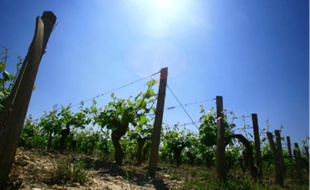 Le réchauffement climatique entraîne une augmentation des teneurs en alcool du raisin.
