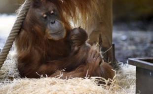 La femelle orang-outan et son bébé, au zoo d'Amnéville.