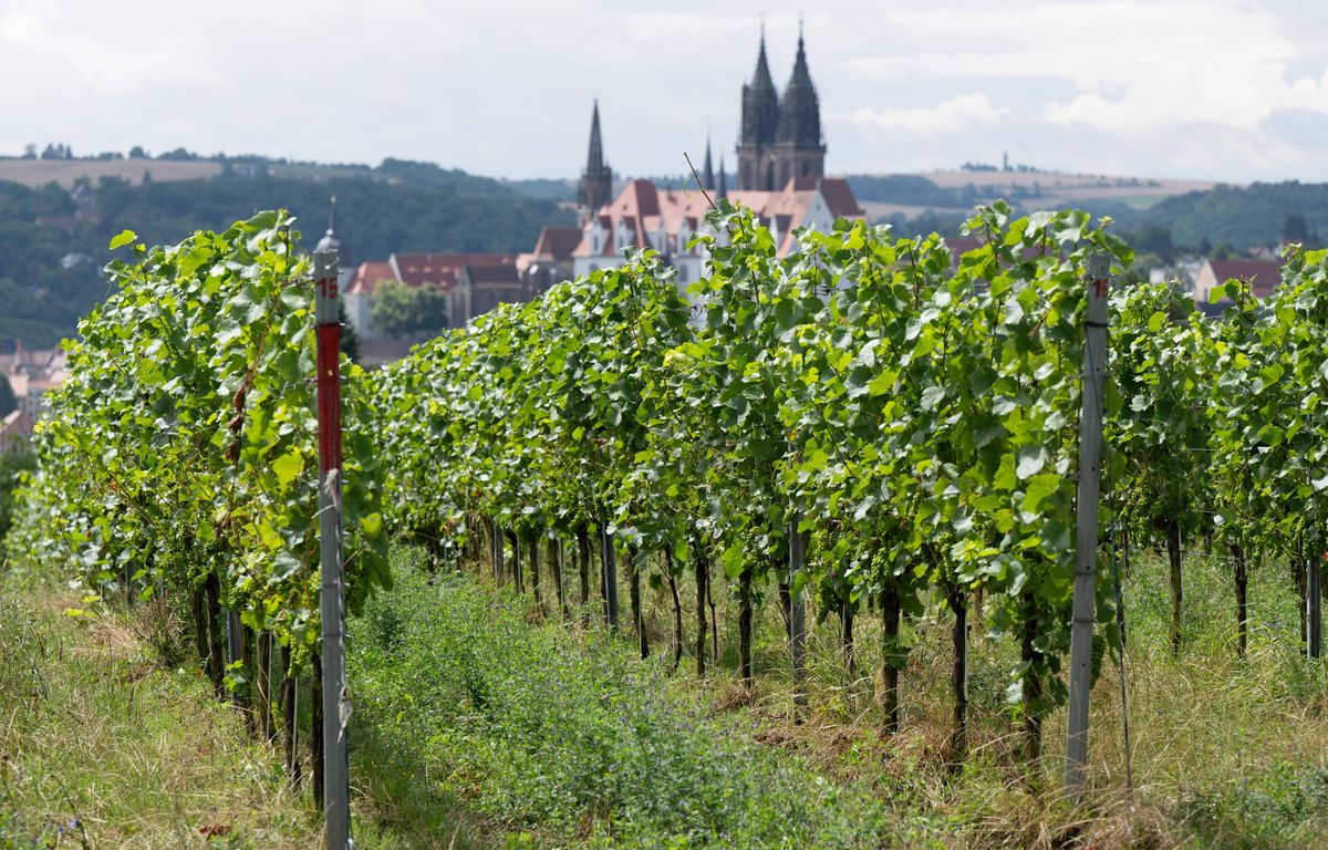 Alsace : Le climat offre un démarrage record aux vendanges