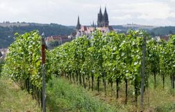 Un démarrage des vendanges exceptionnellement tôt en Alsace