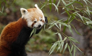 Illustration d'un panda roux.
