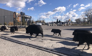 Des cochons ont investi Marignane depuis des années