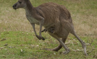 Un kangourou à Perth en Australie (image d'illustration).