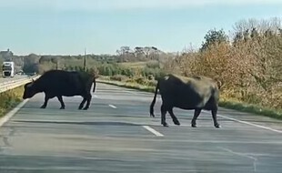 Des buffles en divagation ont été vus par des automobilistes en Bretagne le 30 novembre 2020.