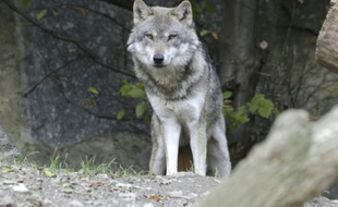 La capture du loup voulue par des maires des Alpes-de-Haute-Provence a été interdite par le tribunal administratif.