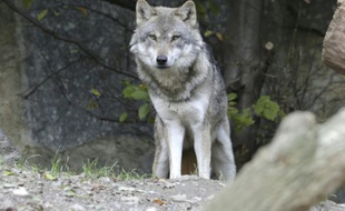 Illustration d'un loup