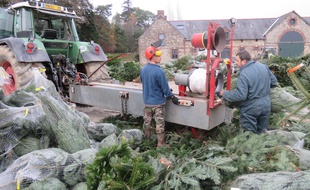 A quelques jours de Noël, c'est le grand rush au sein d l'entreprise Floval pour livrer à temps tous les sapins.