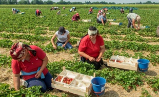 Des saisonniers en train de faire la cueillette de fraises (illustration)