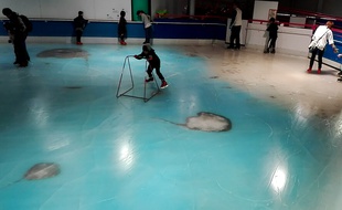 Les poissons figés dans la patinoire d'un parc d'attractions japonais ont provoqué un scandale sur internet.