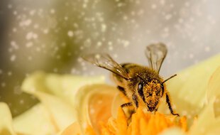 Une abeille en train de faire son travail de pollinisation, illustration