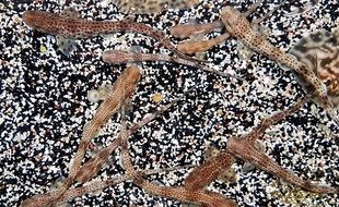 Des roussettes de l'océarium du Croisic