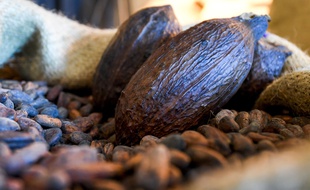 Des cabosses et des fèves de cacao (photo d’illustration).