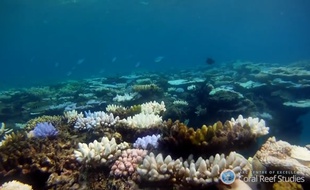 La Grande barrière de corail