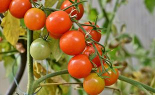 Illustration de tomates