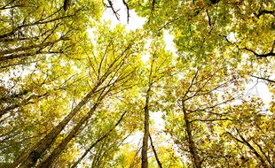 Parmi les 44 essences d'arbres et arbustes de ce forêt, il y aura des chênes.