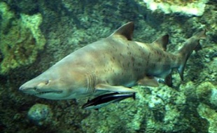 Un garçon de douze ans a établi un record pour l'Etat américain de Floride (sud-est) en capturant un énorme requin de 250 kilos et de près de trois mètres de large dans la baie de Palm Beach, a rapporté mercredi la presse locale.