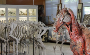 La maquette anatomique de cheval Auzoux est conservée à l'école vétérinaire de Toulouse.