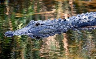 L'enfant de deux ans happé par un alligator en Floride est décédé et les recherches se poursuivent pour retrouver son corps 15 heures après sa disparition