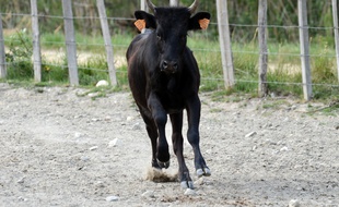Un taureau camarguais (illustration).