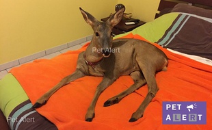 Un Landais est à la recherche de Bambi, son chevreuil apprivoisé.