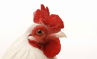 Coq, illustration.