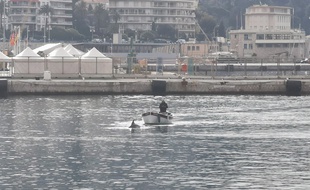 L'animal a été ramené au large par un pêcheur